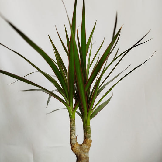 Dracaena Marginata