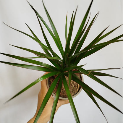 Dracaena Marginata