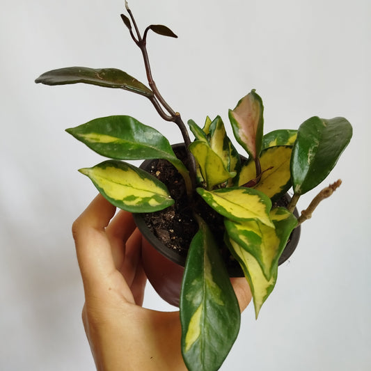Hoya Carnosa Tricolor