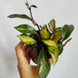 Hoya Carnosa Tricolor