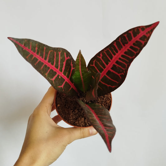 Crotón Nervia Baby