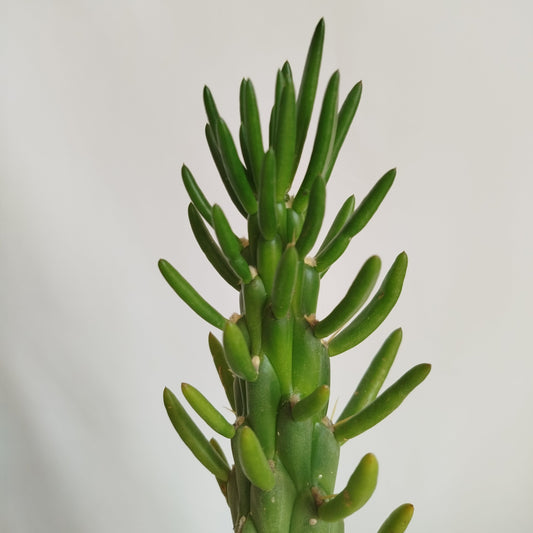 Opuntia Subulata
