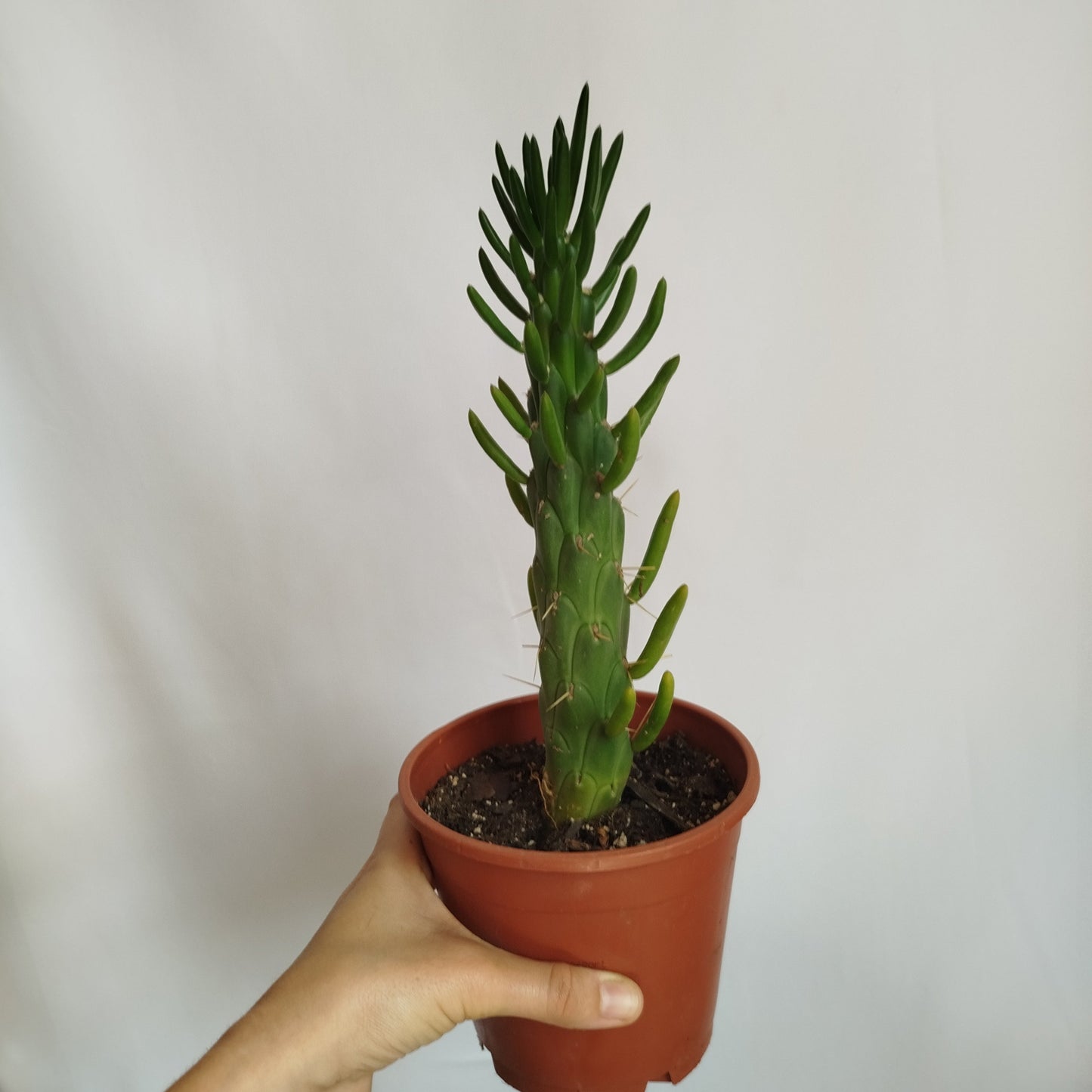 Opuntia Subulata