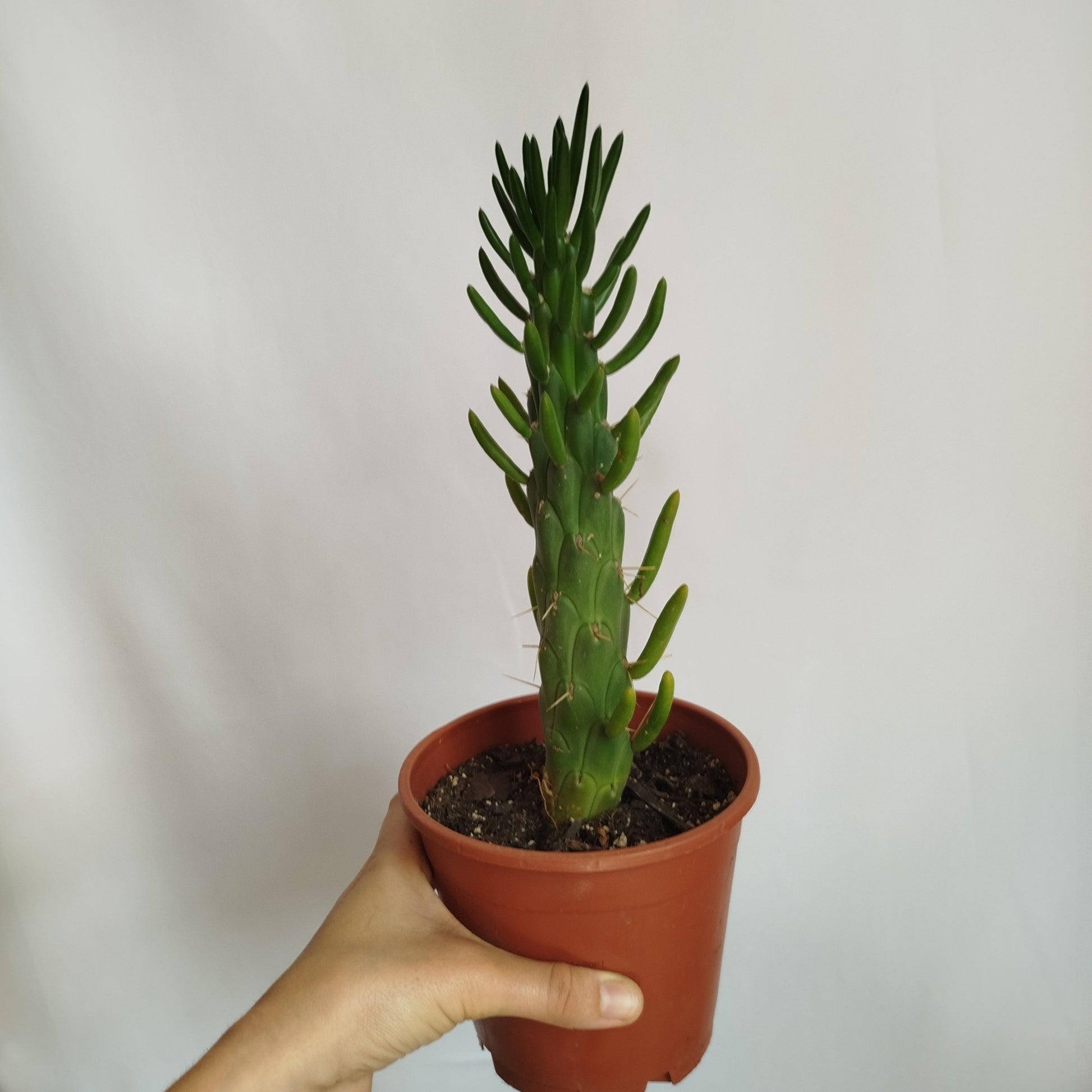 Opuntia Subulata