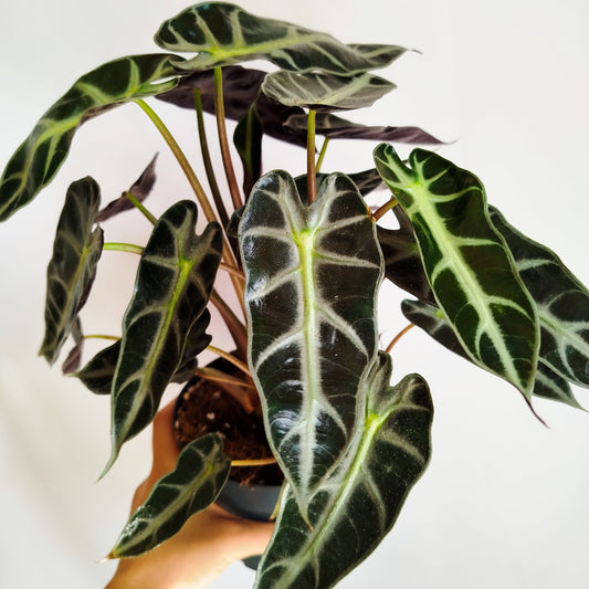 Alocasia Bambino Arrow
