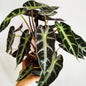Alocasia Bambino Arrow
