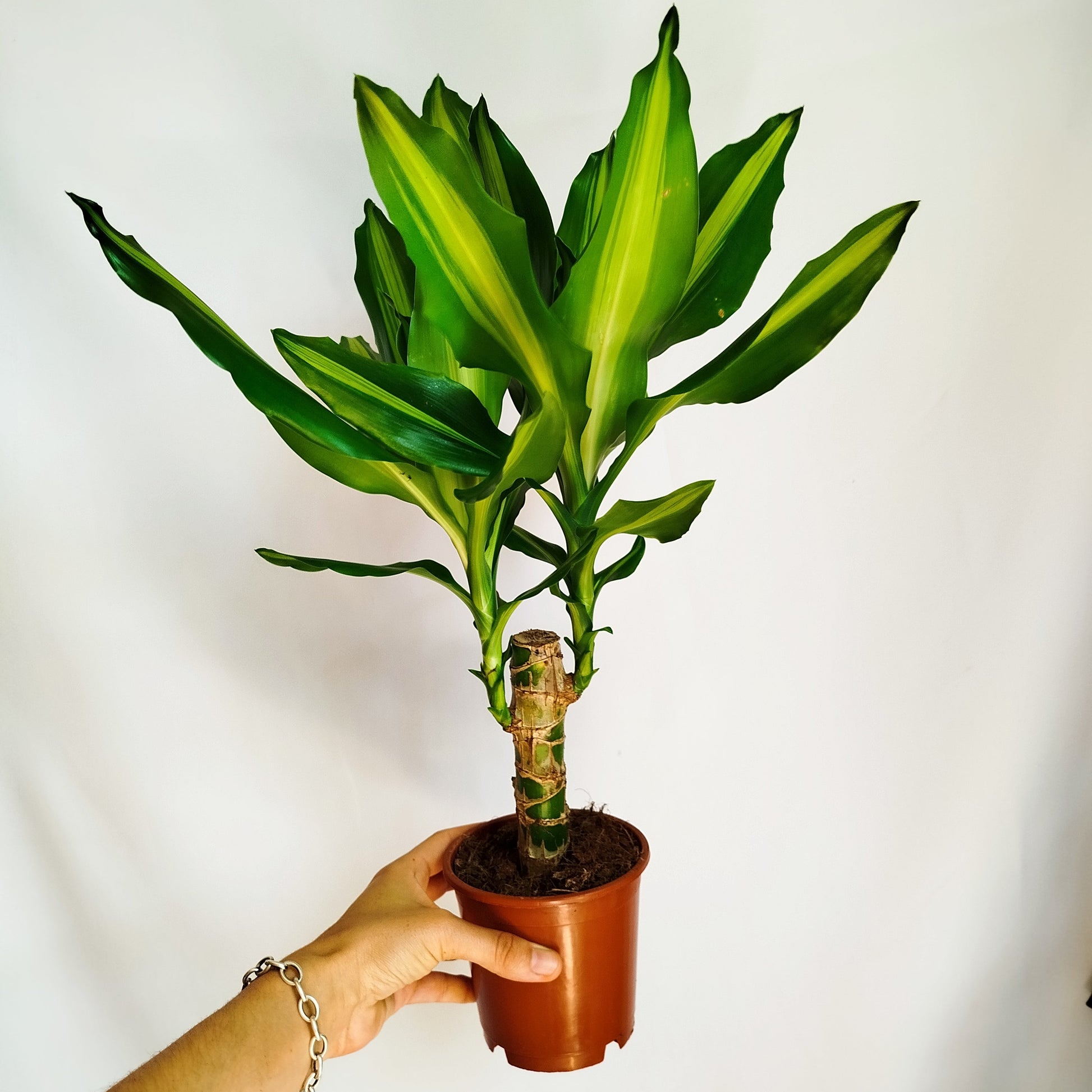 Dracaena Fragans - Tronco de Brasil