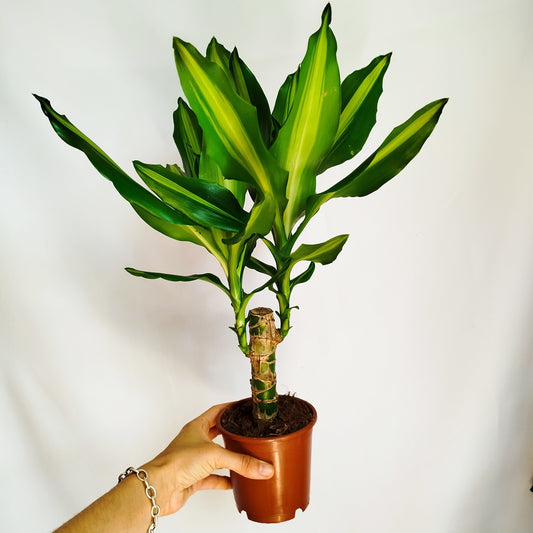 Dracaena Fragans - Tronco de Brasil