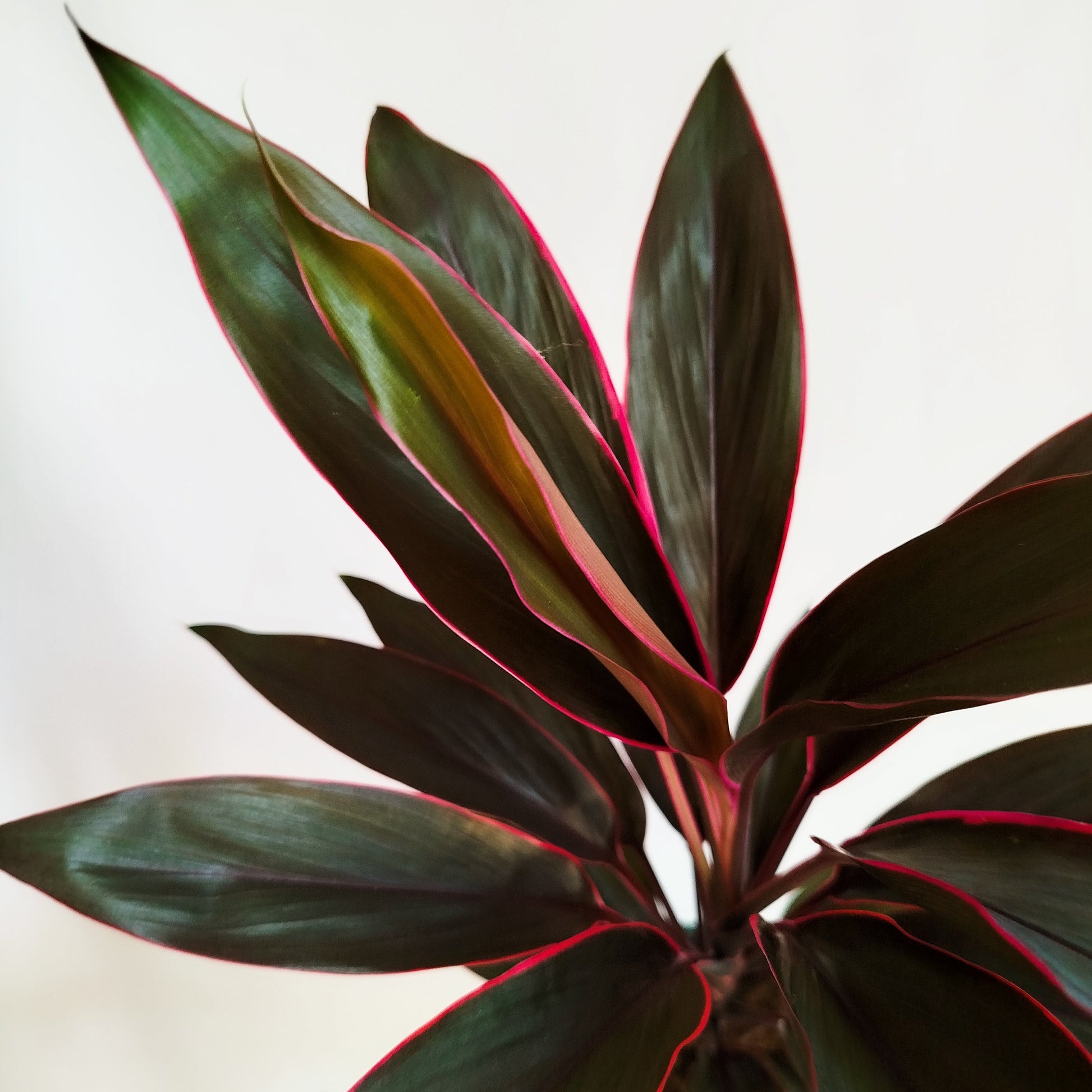 Cordyline Compacta