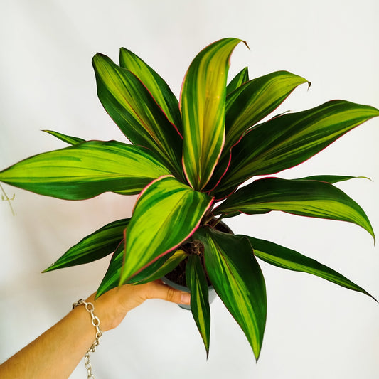 Cordyline Kiwi