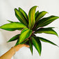 Cordyline Kiwi