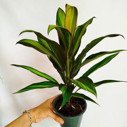 Cordyline Kiwi