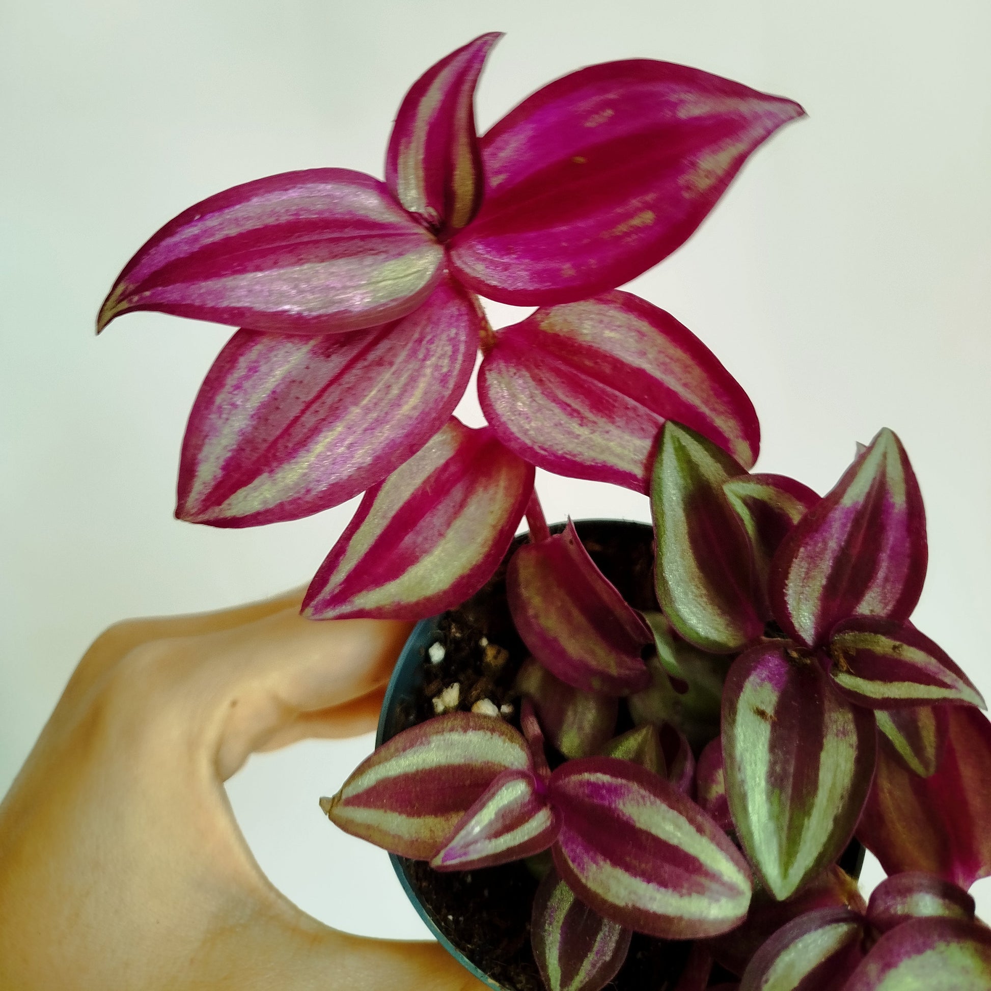 Tradescantia Zebrina Pink