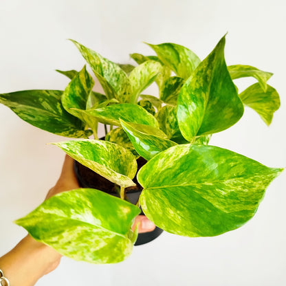 Potho Marble Queen