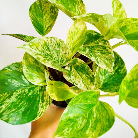 Potho Marble Queen