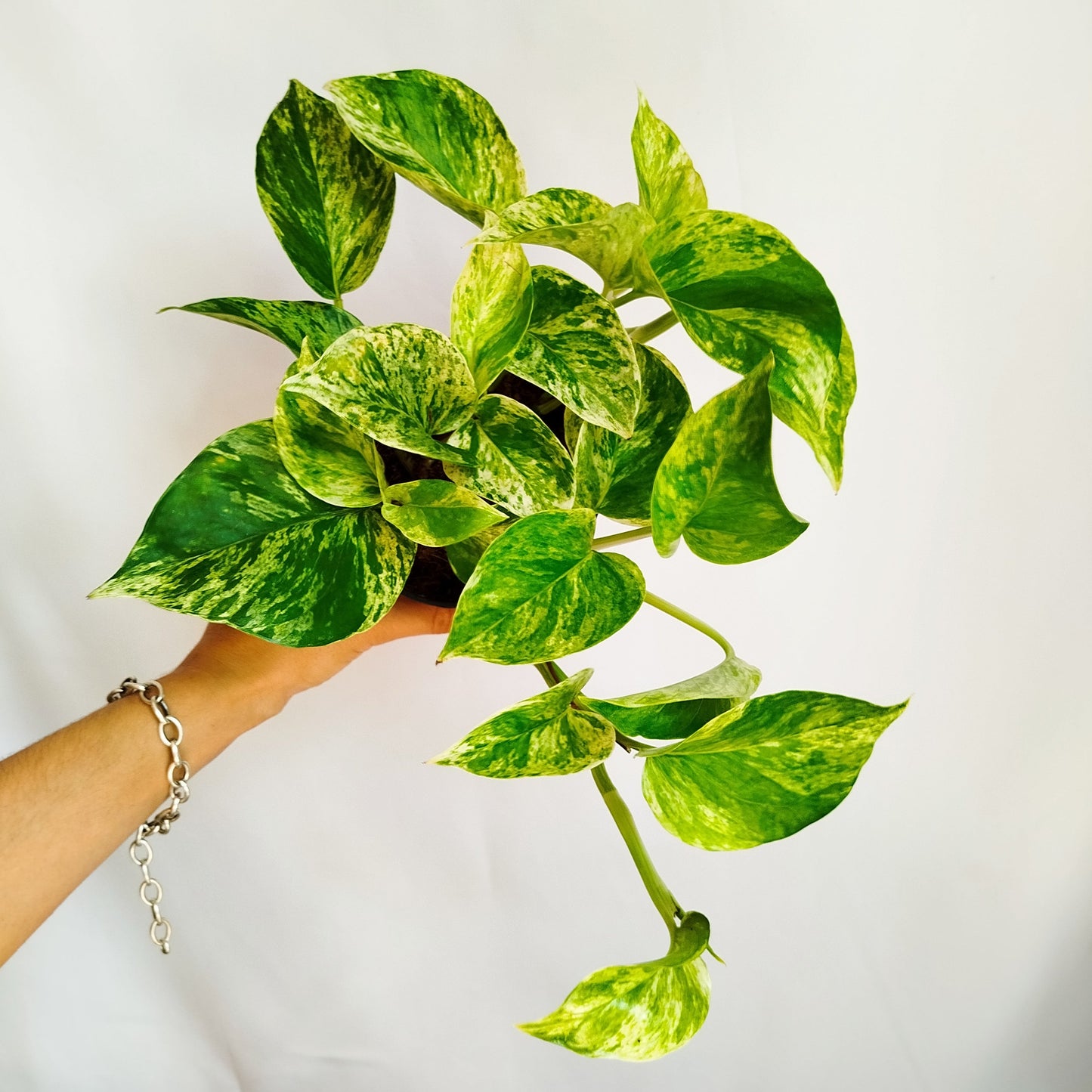 Potho Marble Queen