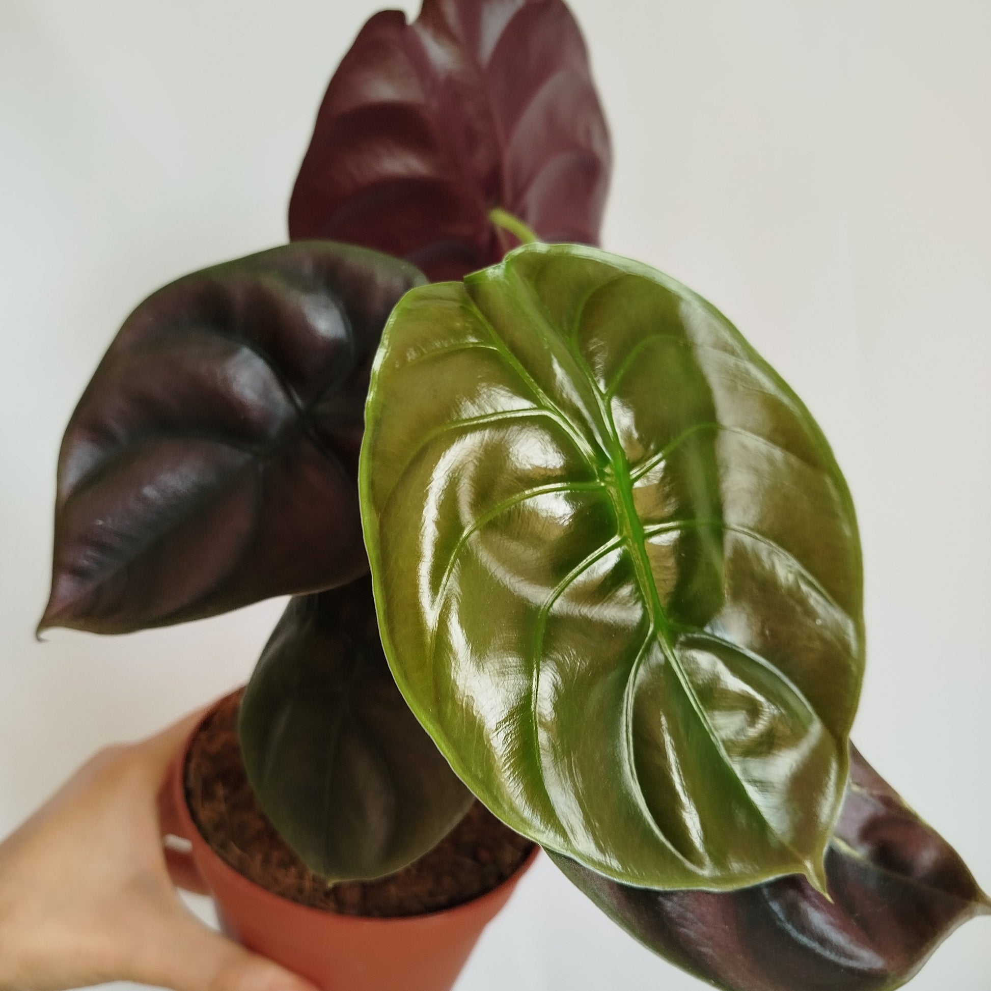 Alocasia Cuprea Red Secret
