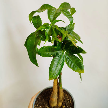 Pachira Aquatica