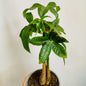 Pachira Aquatica