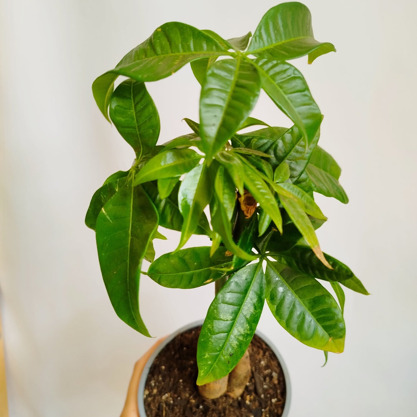 Pachira Aquatica
