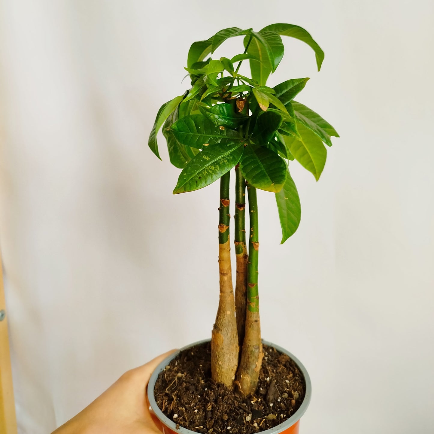 Pachira Aquatica