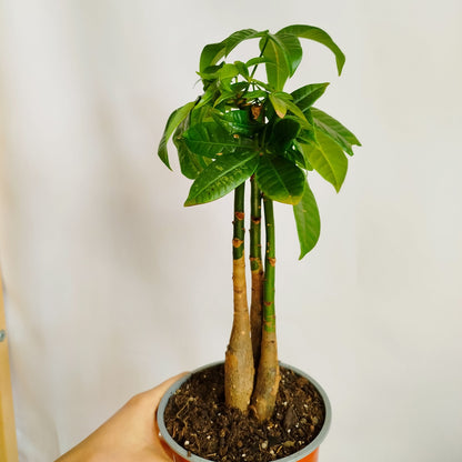 Pachira Aquatica
