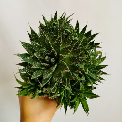 Aloe Aristata