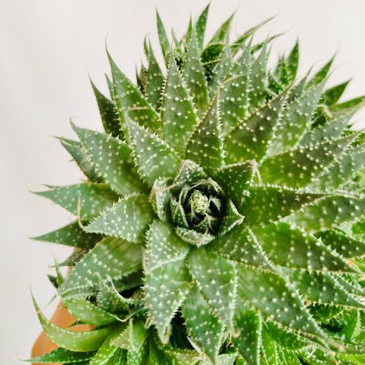 Aloe Aristata