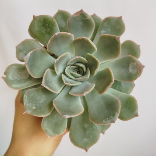 Echeveria Lilacina