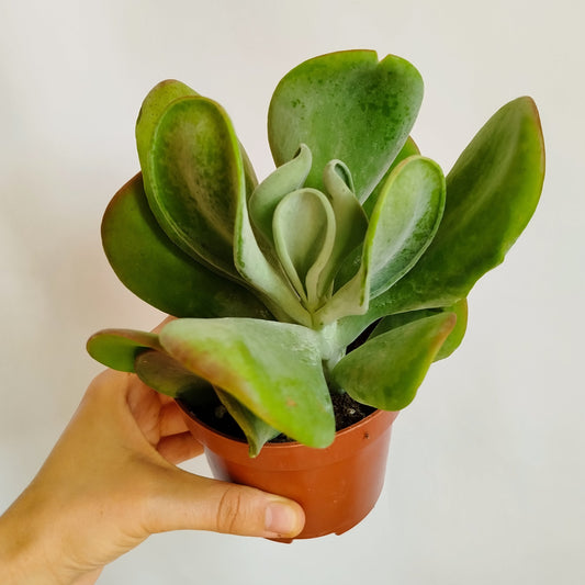 Kalanchoe Oricula