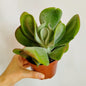 Kalanchoe Oricula