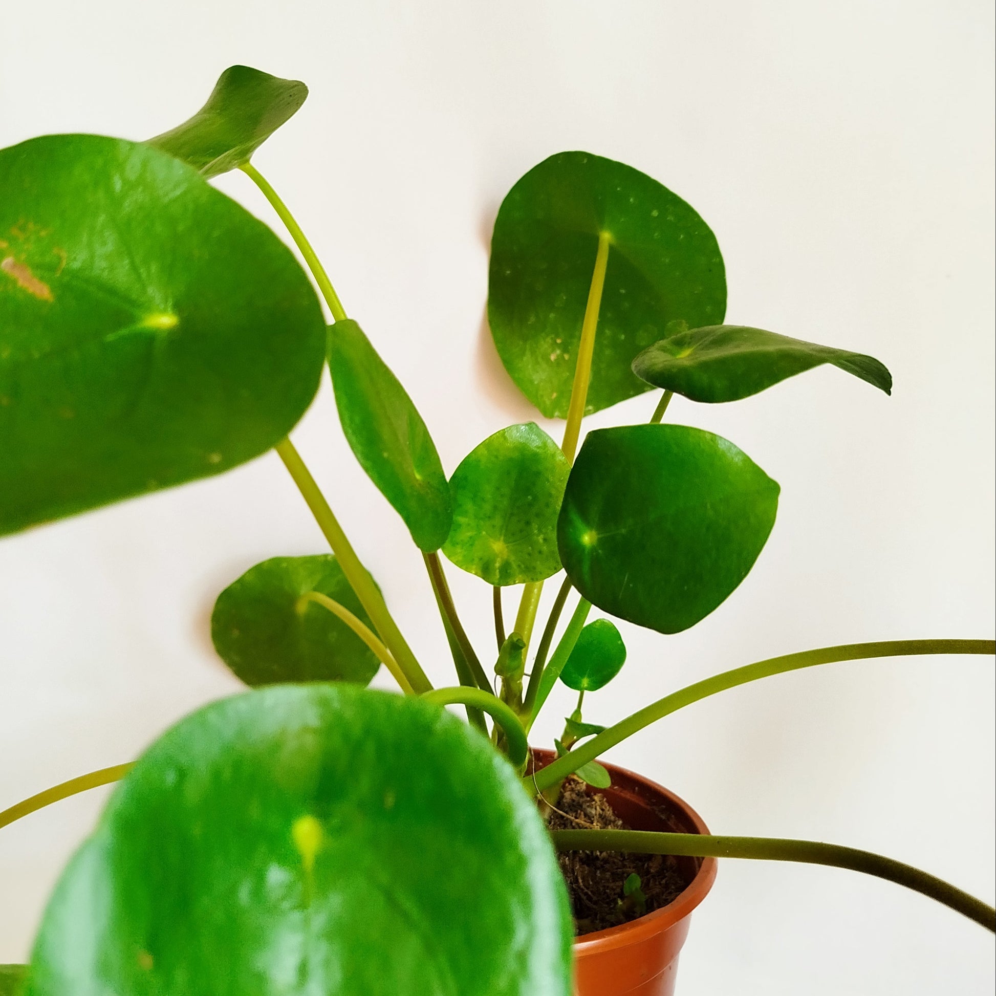 Pilea Peperomioides