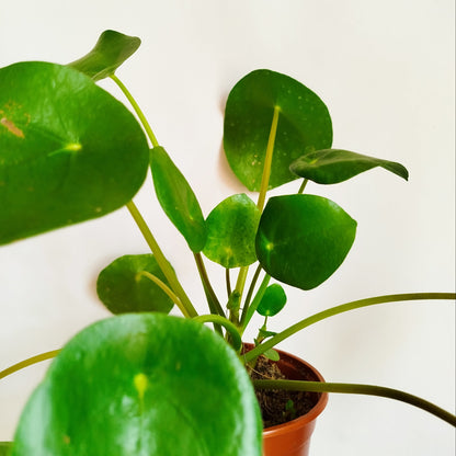 Pilea Peperomioides