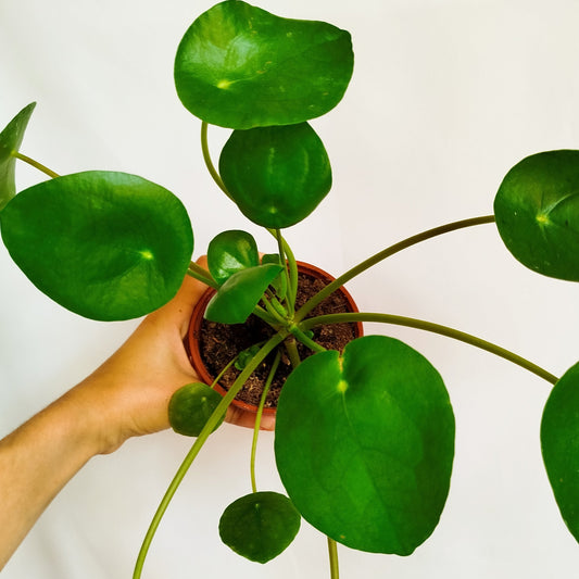 Pilea Peperomioides