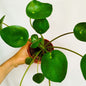 Pilea Peperomioides