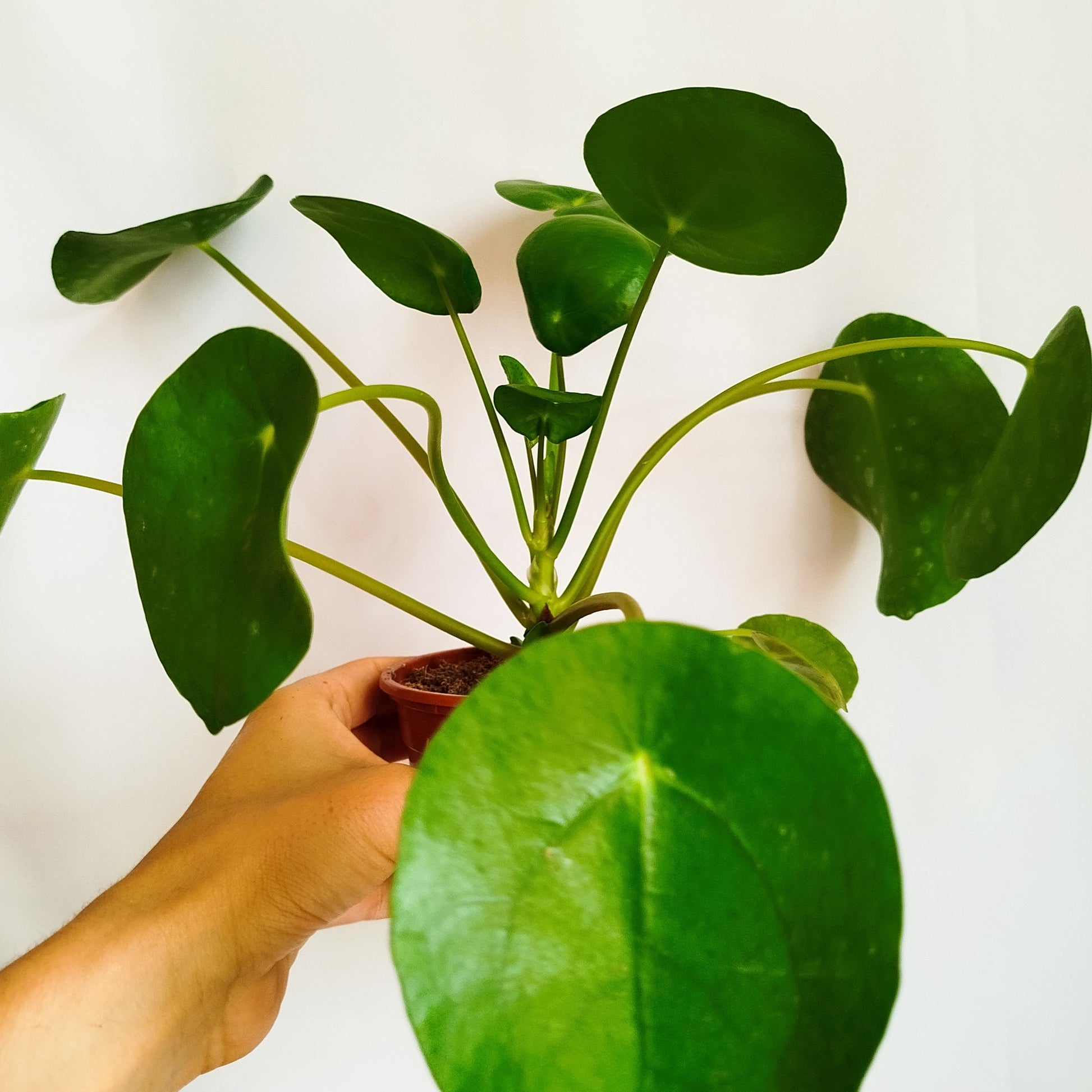 Pilea Peperomioides