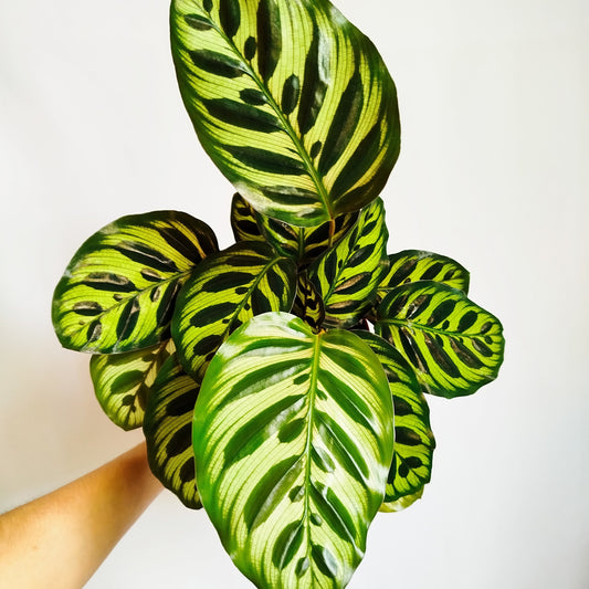 Calathea Makoyana