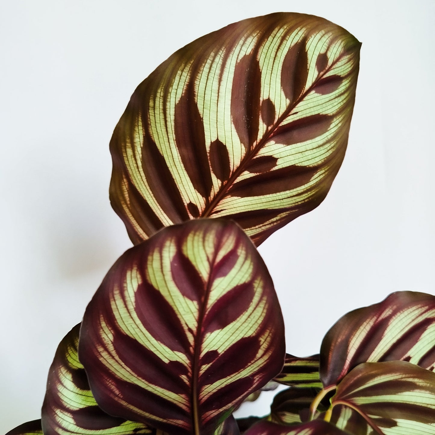 Calathea Makoyana