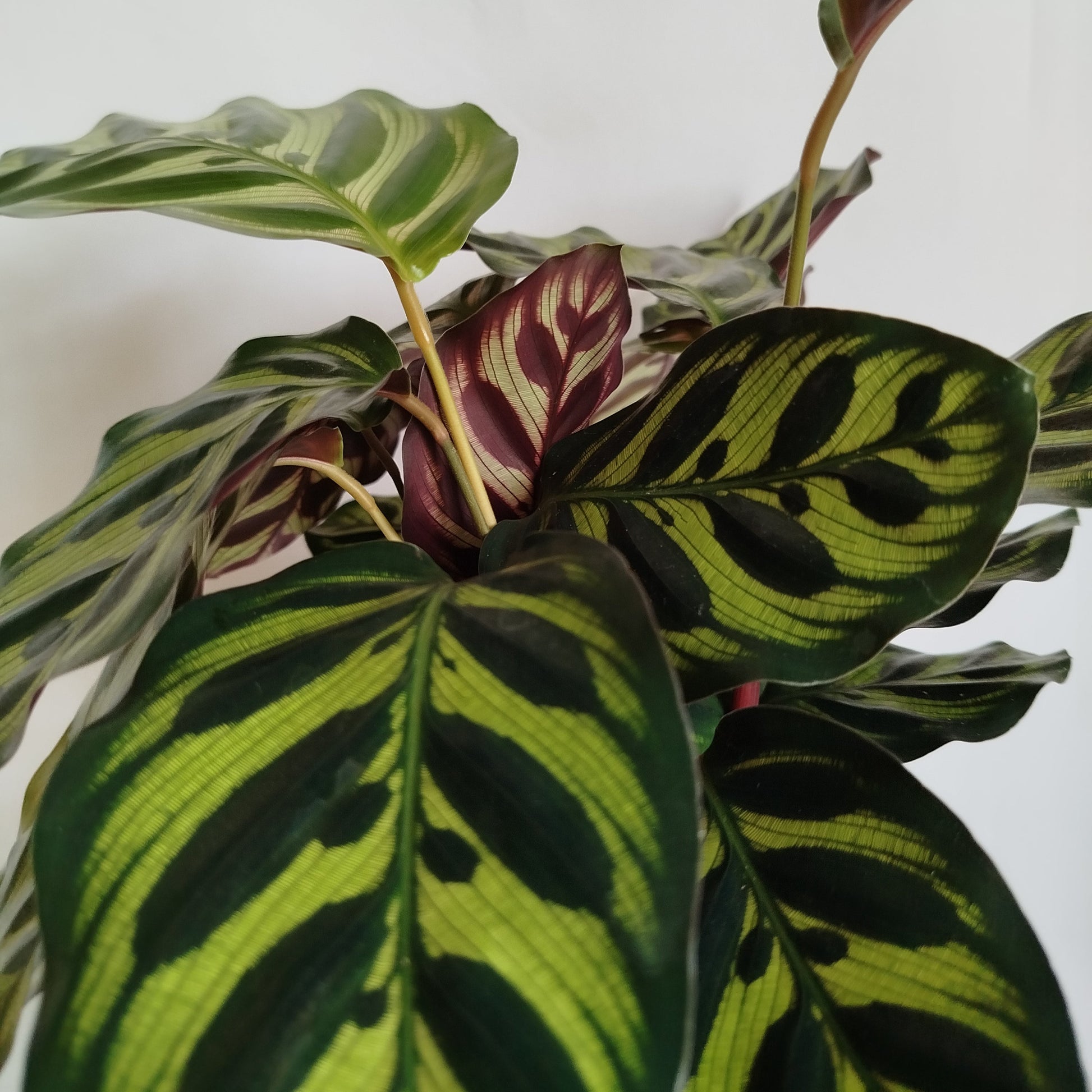 Calathea Makoyana