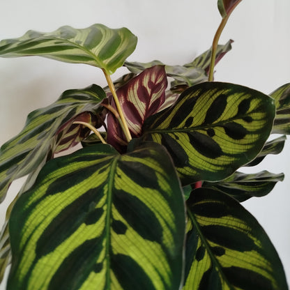 Calathea Makoyana