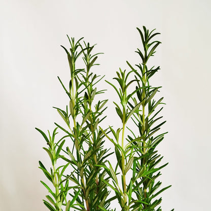 Romero - Salvia rosmarinus