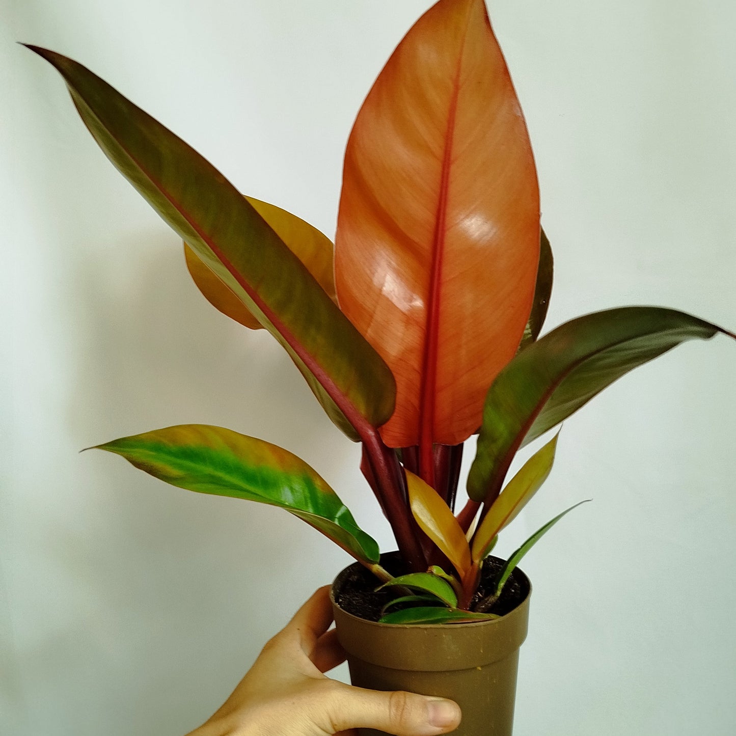 Philodendron Prince of Orange