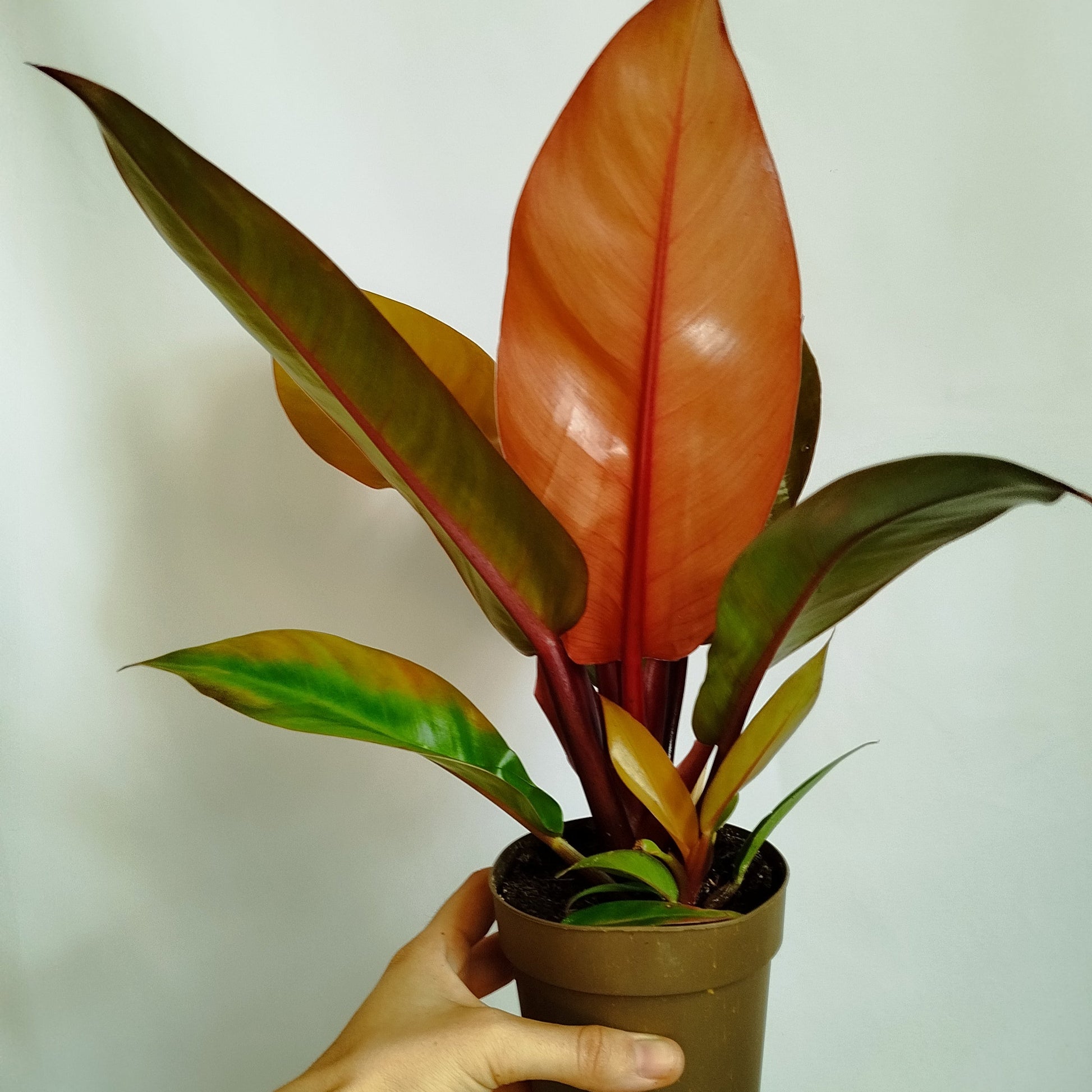Philodendron Prince of Orange