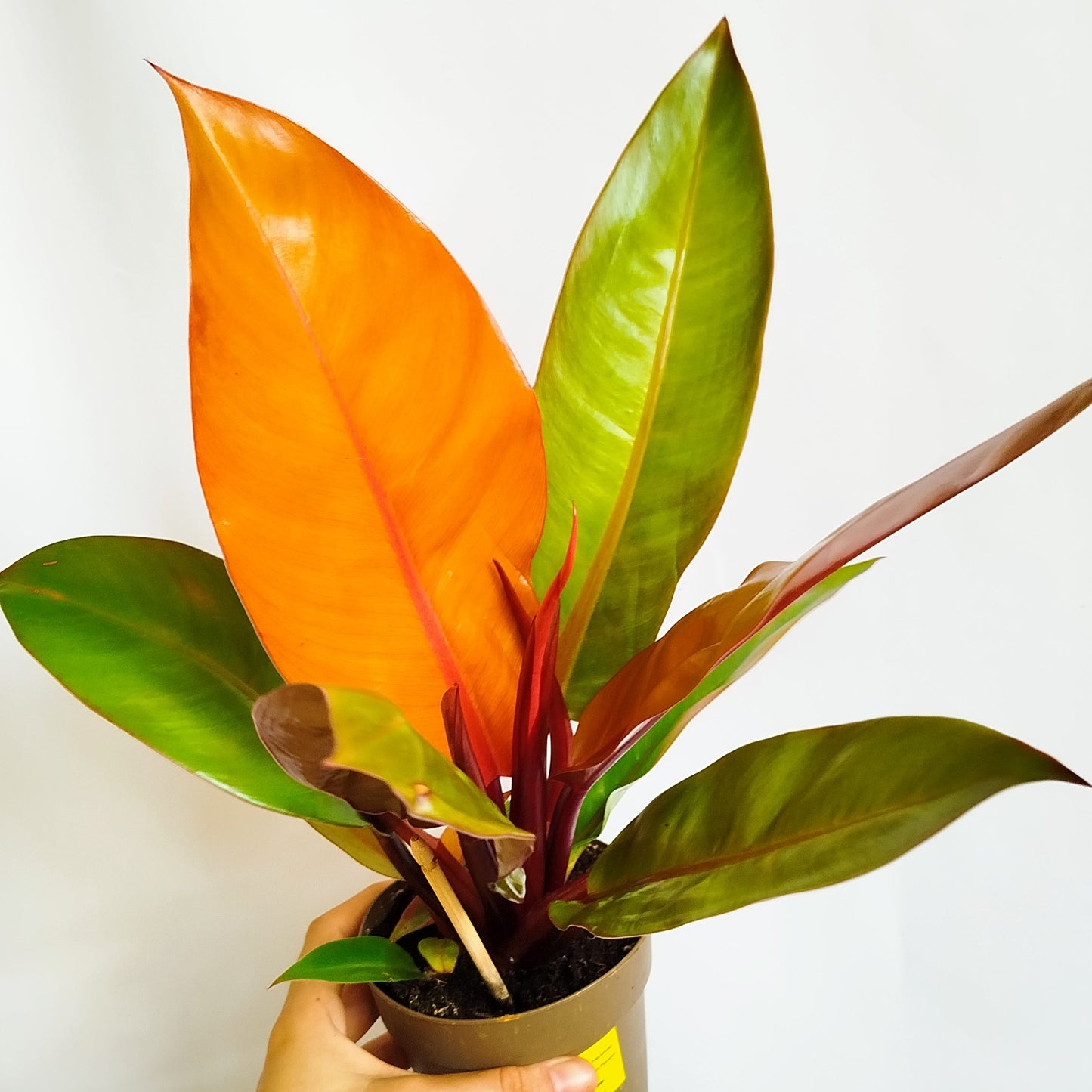 Philodendron Prince of Orange