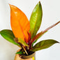 Philodendron Prince of Orange