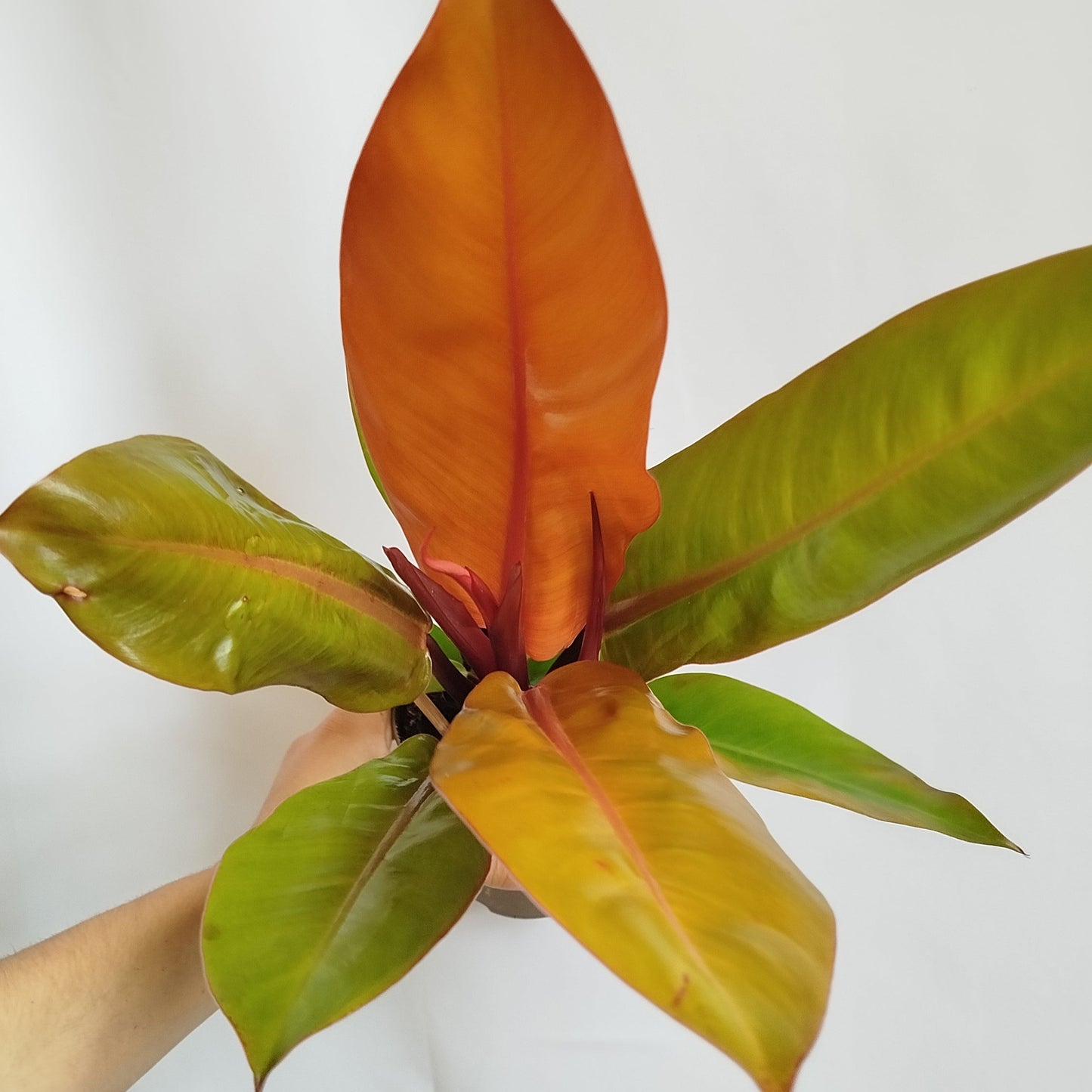 ndron Prince of Orange