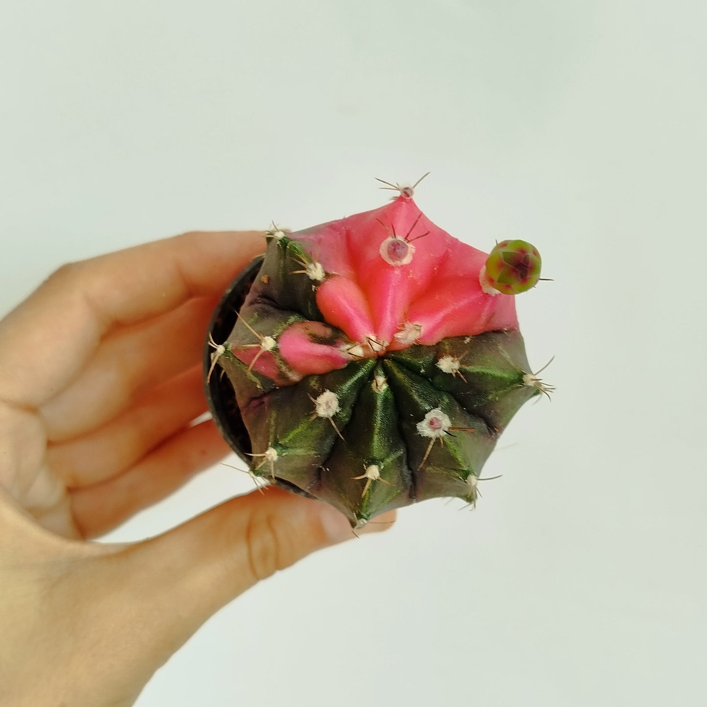 Gymnocalycium Mihanovichii Variegata