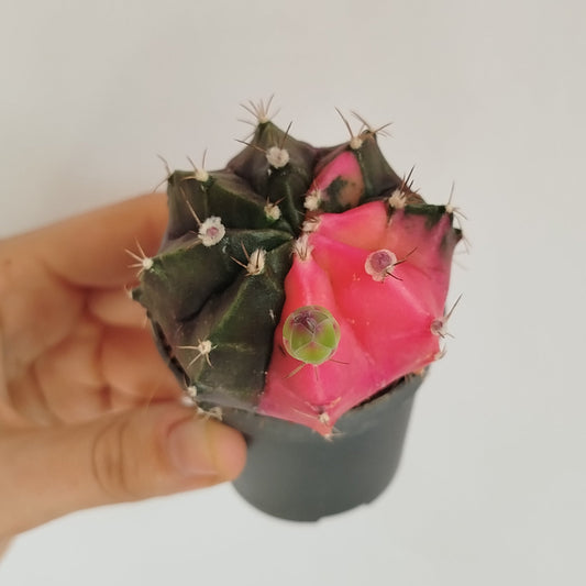 Gymnocalycium Mihanovichii Variegata