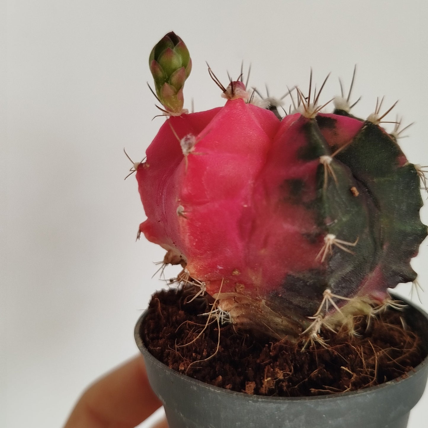 Gymnocalycium Mihanovichii Variegata