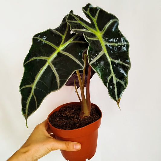 Alocasia Polly